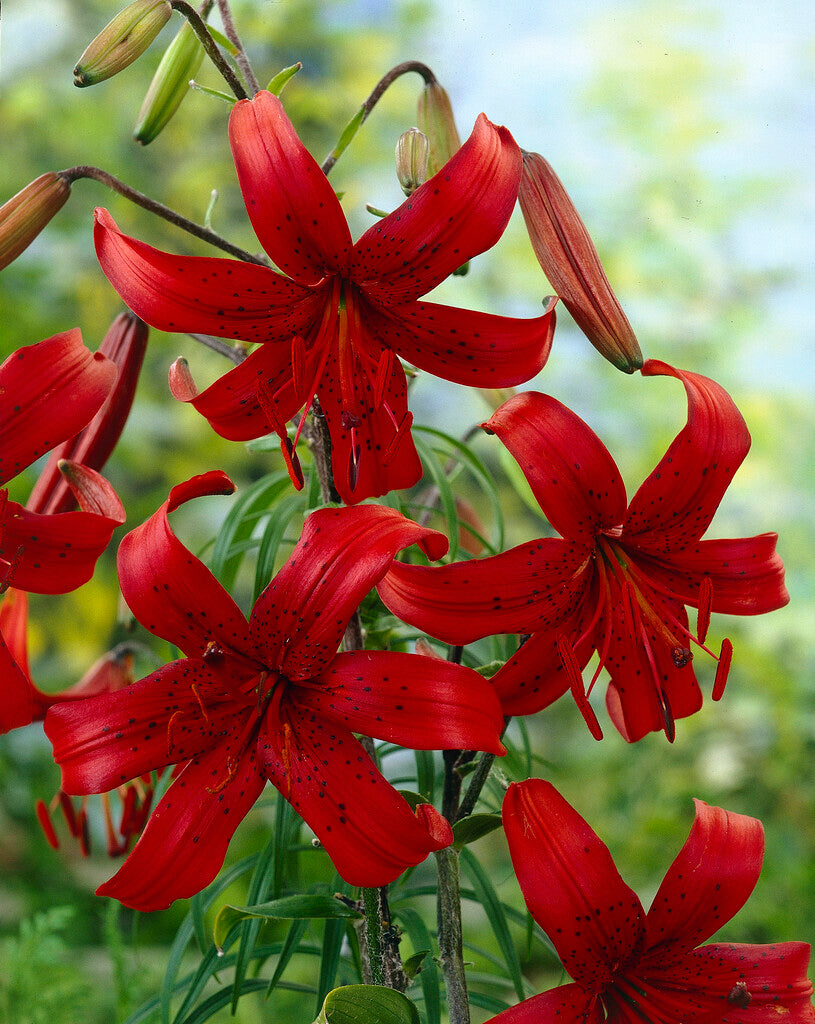 Asiatisk lilje-Lilium Red Velvet 2-pakning NYHET